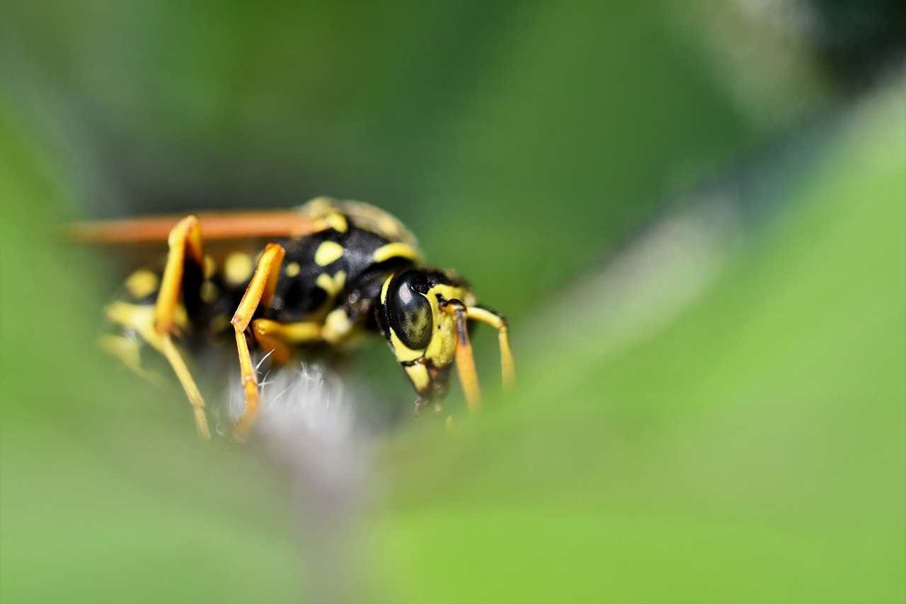 Are Wasps Useful?