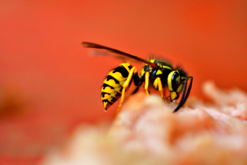 Common Wasp Facts (Vespula vulgaris)