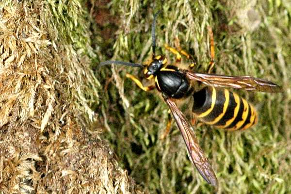 Median Wasp Facts