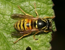 Norwegian Wasp Facts