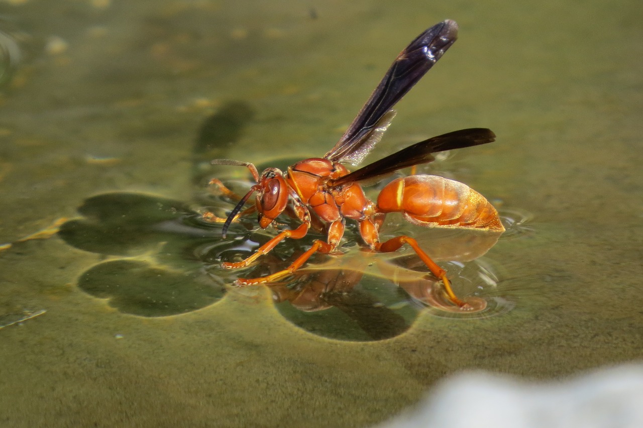 Red Wasp - Polistes carolina