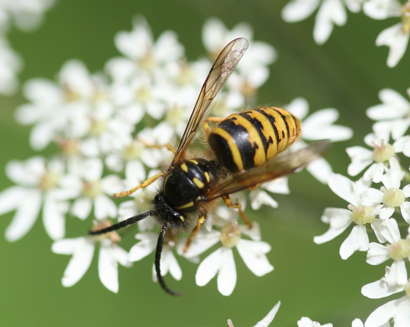 Saxon Wasp Facts