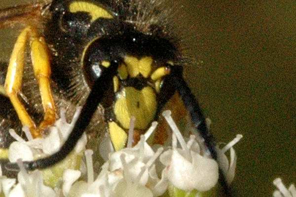 Tree Wasp Facts