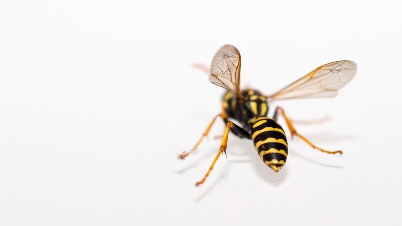 How long do wasps live?