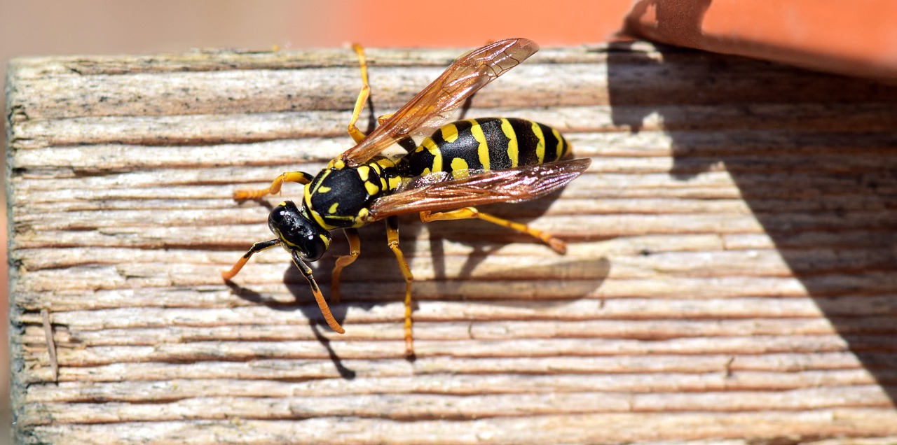 How To Treat A Wasp Sting