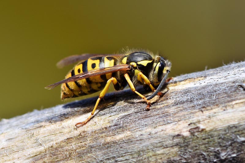 How Many Times Can A Wasp Sting?