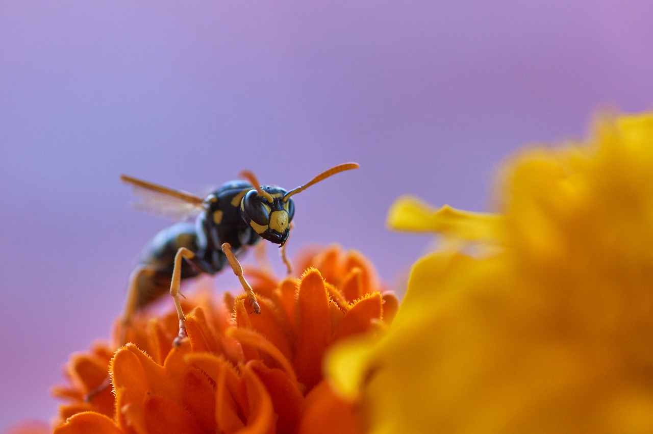 Wasps are useful at pollinating flowers