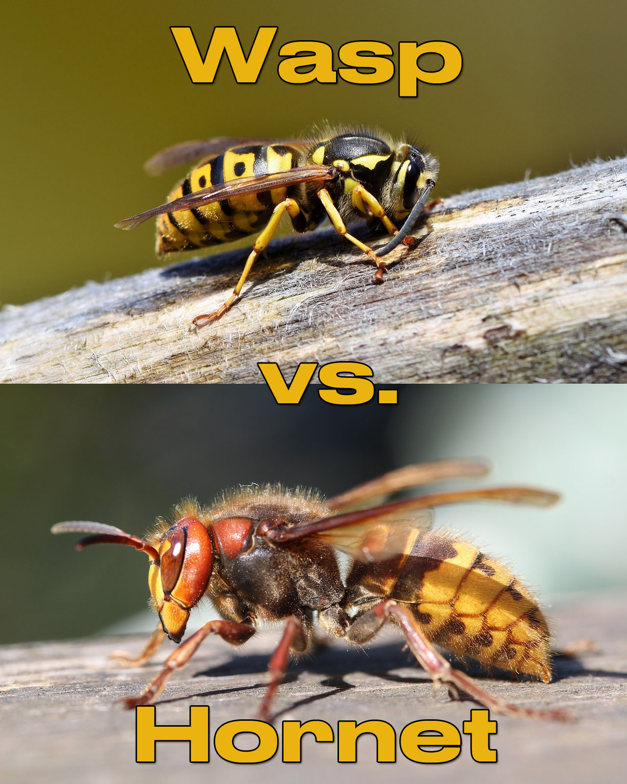 Difference between wasp and hornet