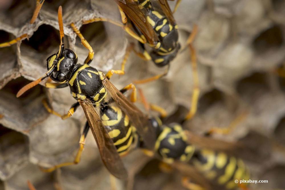 Do Wasps Return To Same Nest?